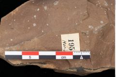 Foto (Detailansicht) von Pinus sp. (NHMW-GEO-2024-0188-0195)